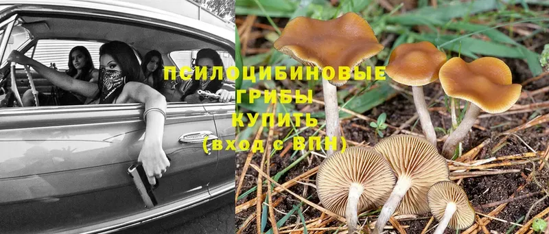 kraken ссылки  Дмитровск  Псилоцибиновые грибы MAGIC MUSHROOMS 